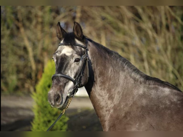 Zangersheide Caballo castrado 6 años 165 cm Tordillo negro in Senlecques