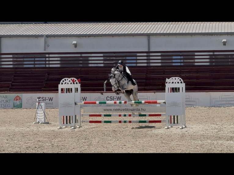 Zangersheide Caballo castrado 6 años 165 cm Tordo in Heves