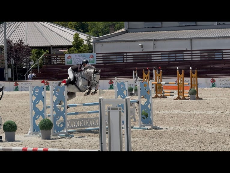 Zangersheide Caballo castrado 6 años 165 cm Tordo in Heves