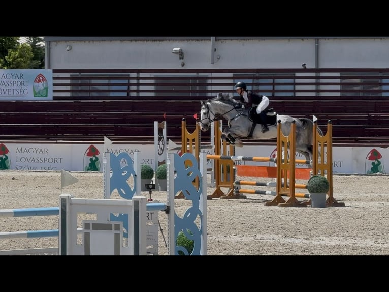 Zangersheide Caballo castrado 6 años 165 cm Tordo in Heves