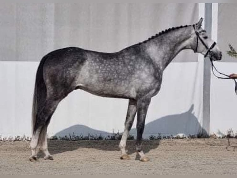 Zangersheide Caballo castrado 6 años 165 cm Tordo in Heves