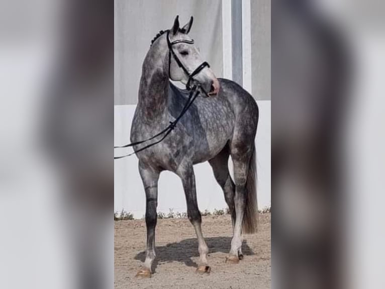 Zangersheide Caballo castrado 6 años 165 cm Tordo in Heves