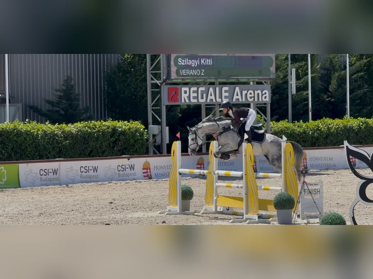 Zangersheide Caballo castrado 6 años 165 cm Tordo in Heves