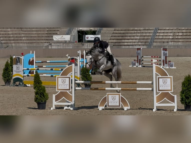 Zangersheide Caballo castrado 6 años 165 cm Tordo in Heves