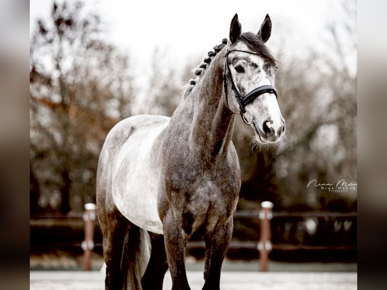 Zangersheide Caballo castrado 6 años 165 cm Tordo rodado in Kümmersbruck