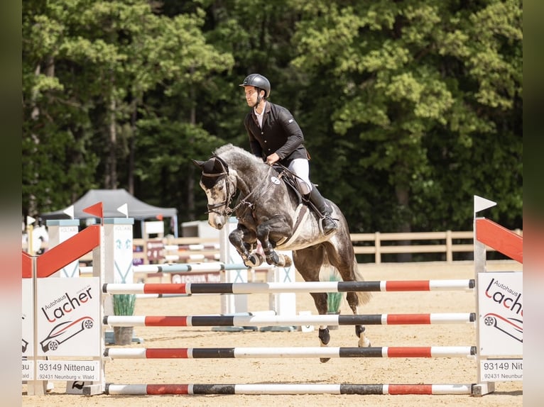 Zangersheide Caballo castrado 6 años 165 cm Tordo rodado in Kümmersbruck