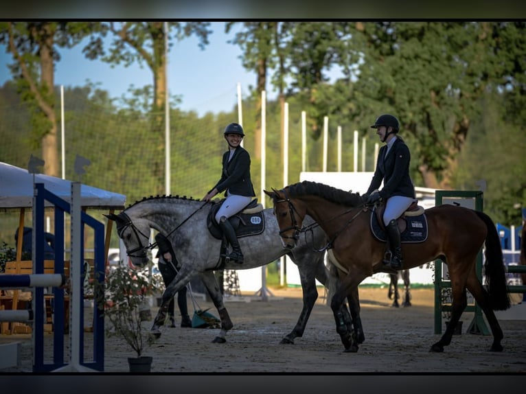 Zangersheide Caballo castrado 6 años 166 cm Castaño in Wallenhorst