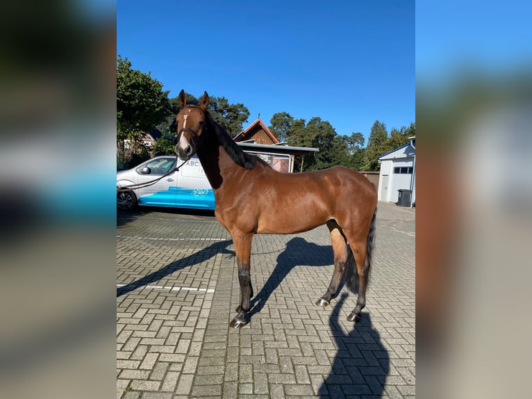 Zangersheide Caballo castrado 6 años 166 cm Castaño in Wallenhorst