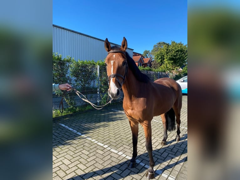 Zangersheide Caballo castrado 6 años 166 cm Castaño in Wallenhorst