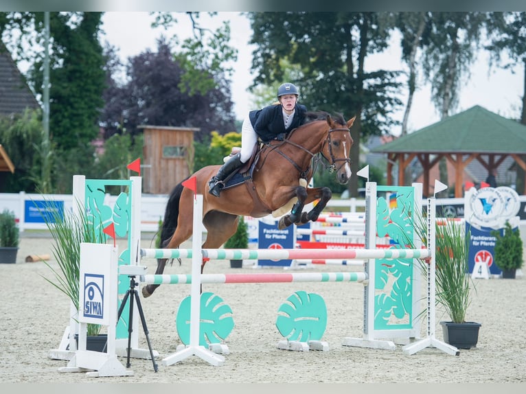 Zangersheide Caballo castrado 6 años 166 cm Castaño in Wallenhorst