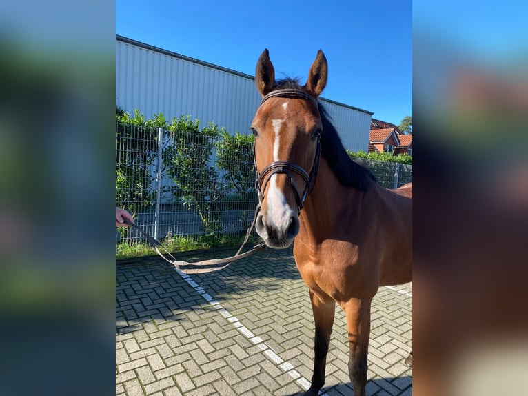 Zangersheide Caballo castrado 6 años 166 cm Castaño in Wallenhorst