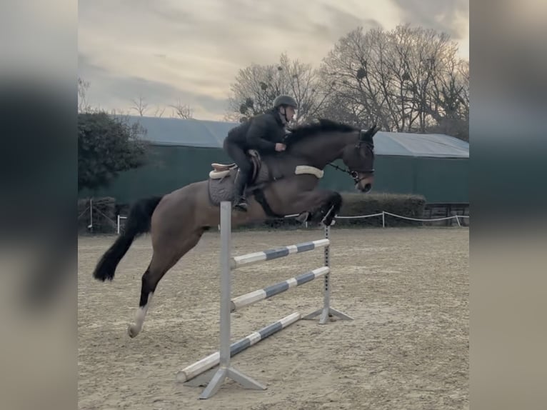 Zangersheide Caballo castrado 6 años 166 cm Castaño oscuro in Budapest