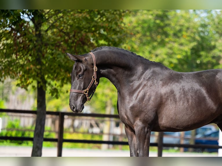 Zangersheide Caballo castrado 6 años 166 cm Negro in Kaulille