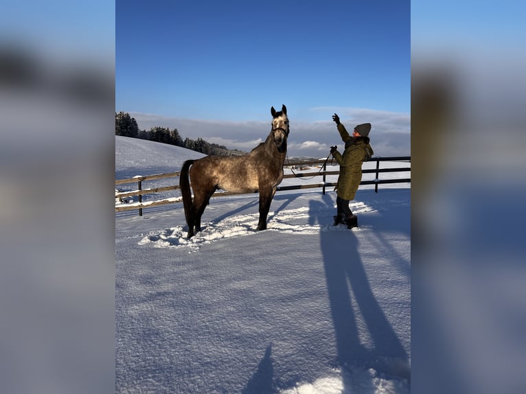 Zangersheide Caballo castrado 6 años 166 cm Tordo rodado in Seeham