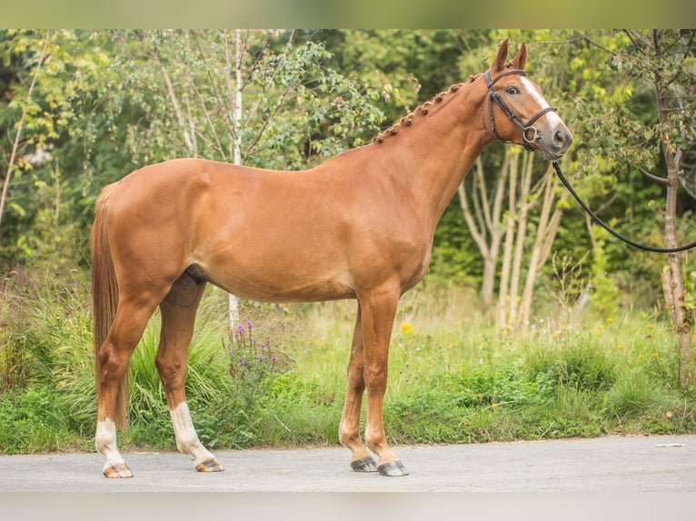 Zangersheide Caballo castrado 6 años 167 cm Alazán in Zosinki