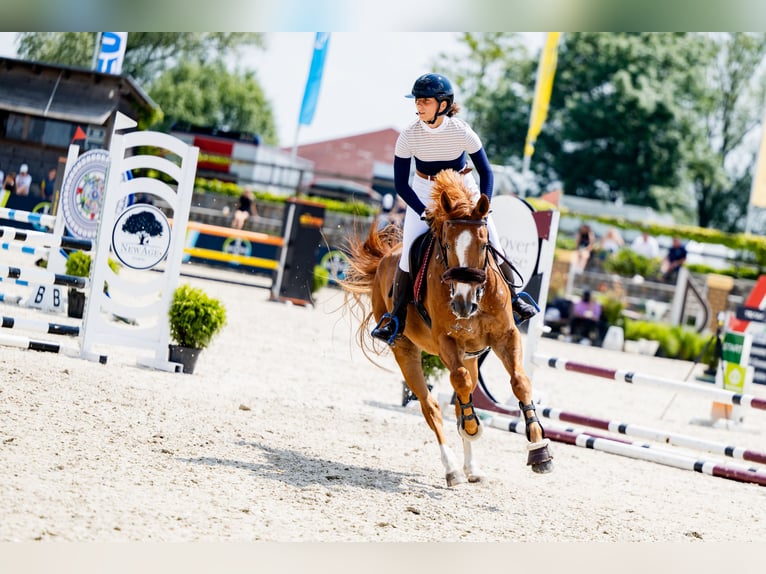 Zangersheide Caballo castrado 6 años 167 cm Alazán in Zosinki