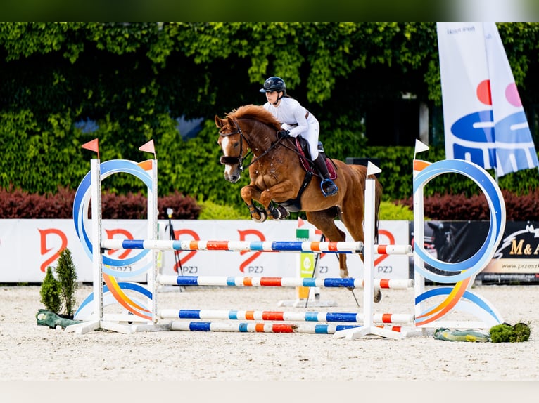 Zangersheide Caballo castrado 6 años 167 cm Alazán in Zosinki