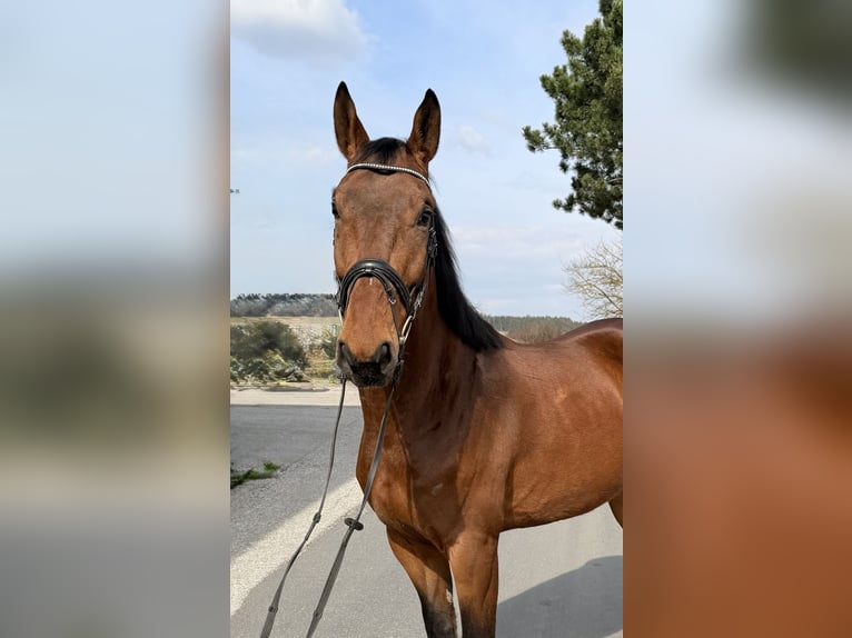 Zangersheide Caballo castrado 6 años 167 cm Castaño in Pelmberg