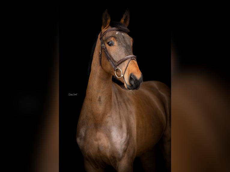 Zangersheide Caballo castrado 6 años 167 cm Castaño in Goch