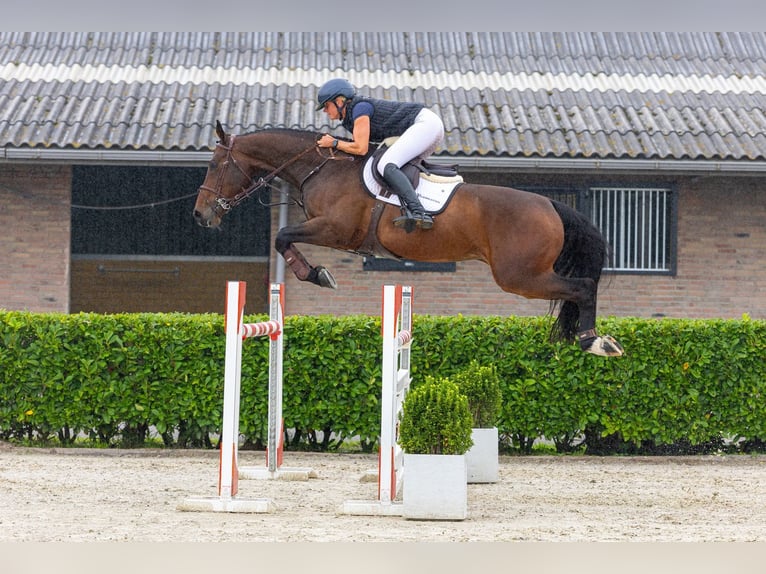 Zangersheide Caballo castrado 6 años 167 cm Castaño in Waddinxveen