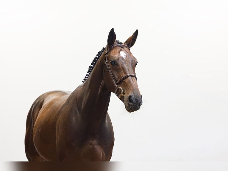 Zangersheide Caballo castrado 6 años 167 cm Castaño in Waddinxveen
