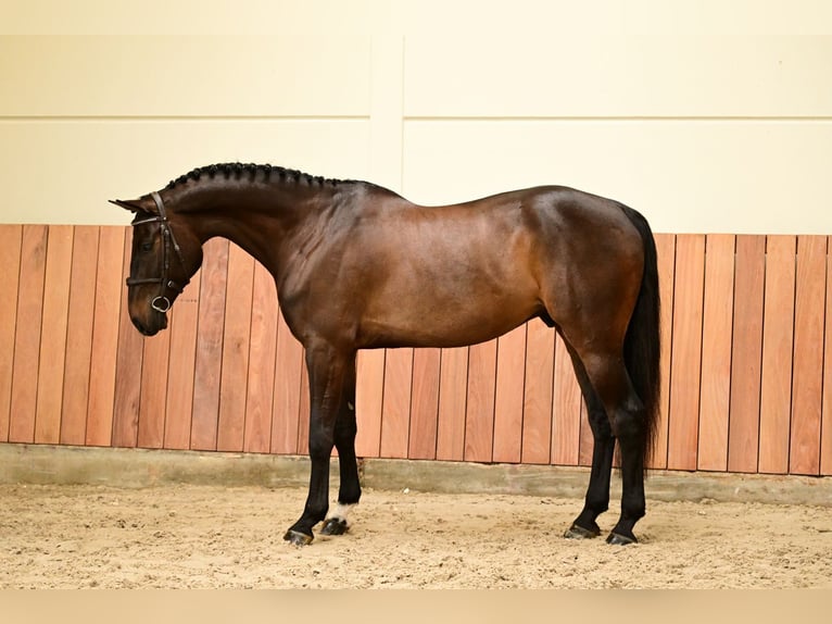 Zangersheide Caballo castrado 6 años 167 cm Castaño oscuro in Bladel