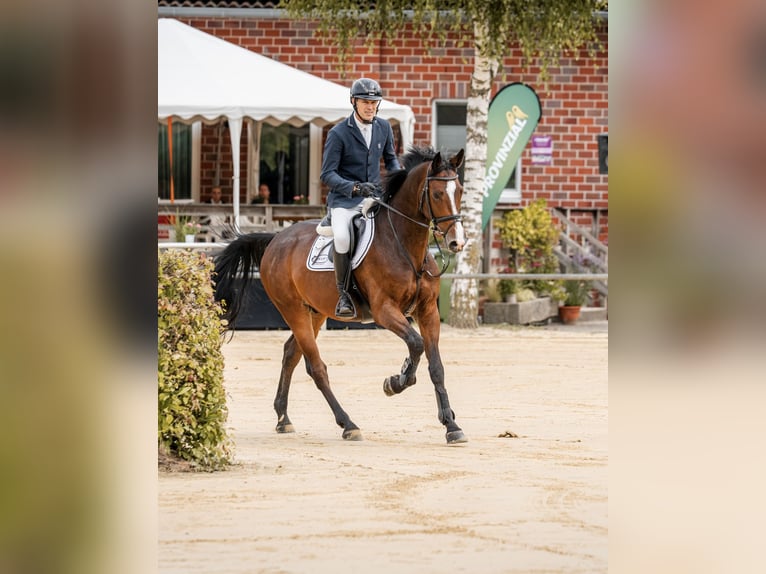 Zangersheide Caballo castrado 6 años 167 cm Castaño oscuro in Coesfeld