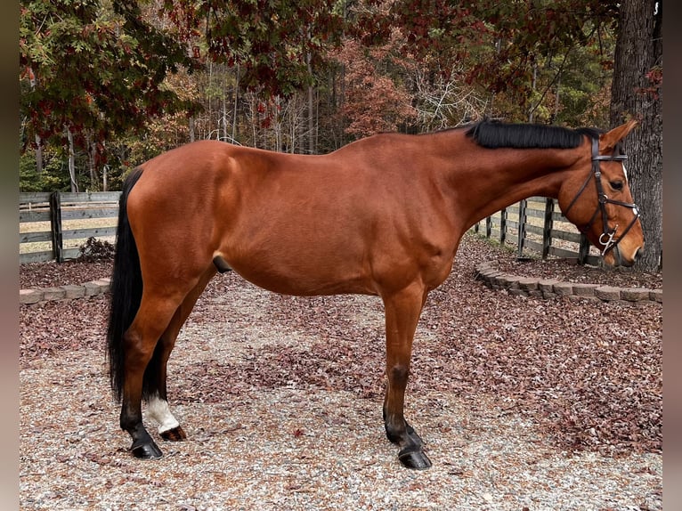 Zangersheide Caballo castrado 6 años 167 cm Castaño rojizo in Chesterfield