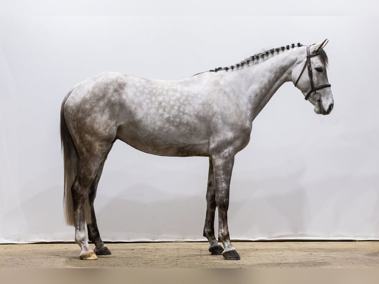 Zangersheide Caballo castrado 6 años 167 cm Tordo ruano in Waddinxveen