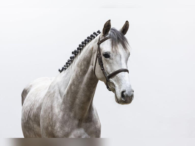 Zangersheide Caballo castrado 6 años 167 cm Tordo ruano in Waddinxveen