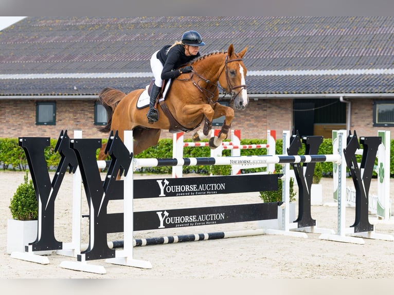Zangersheide Caballo castrado 6 años 168 cm Alazán-tostado in Waddinxveen