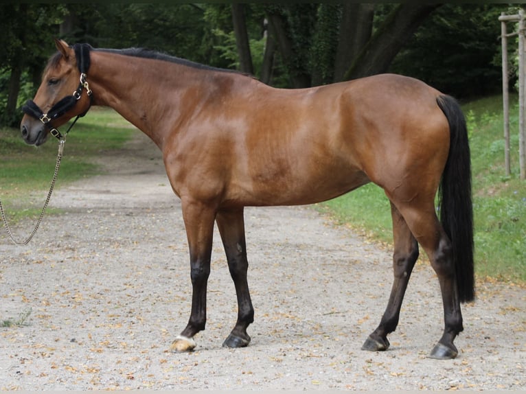 Zangersheide Caballo castrado 6 años 168 cm Castaño in Darmstadt