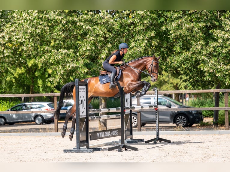 Zangersheide Caballo castrado 6 años 169 cm Castaño in Kaulille
