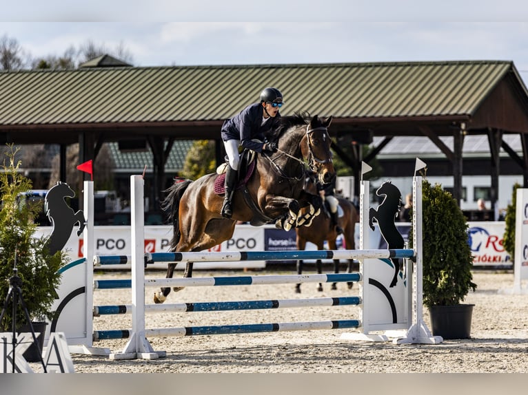Zangersheide Caballo castrado 6 años 169 cm Castaño rojizo in Piaseczno