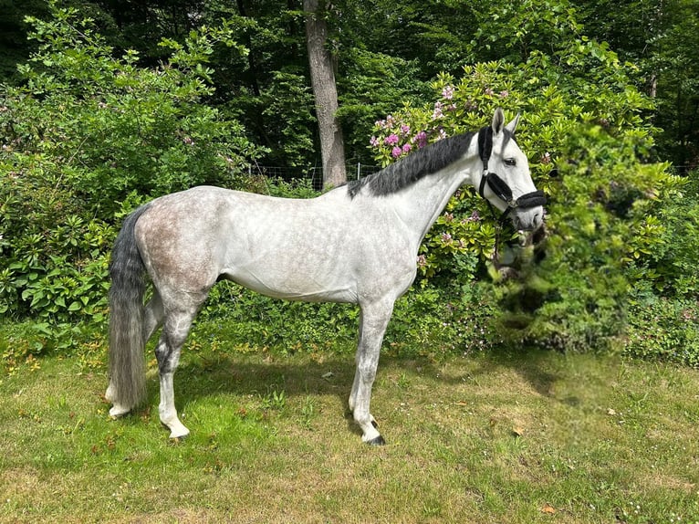 Zangersheide Caballo castrado 6 años 169 cm Tordo in Darmstadt