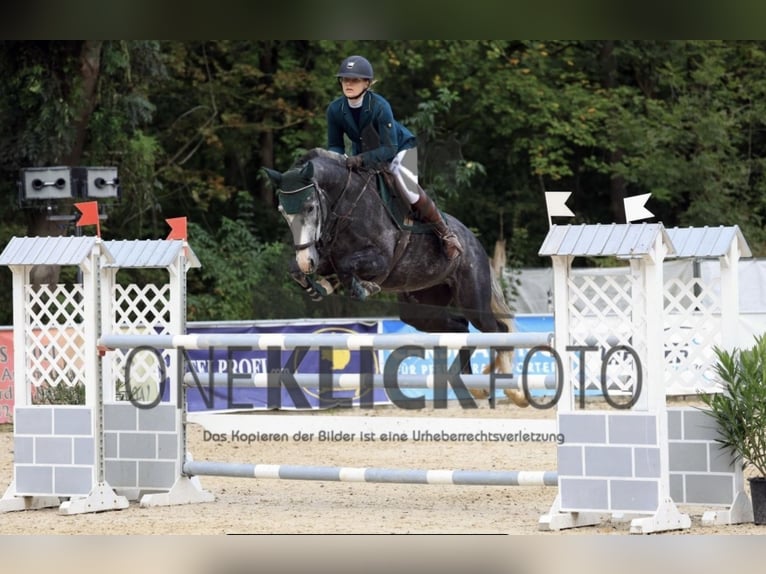 Zangersheide Caballo castrado 6 años 169 cm Tordo in M&#xFC;nchen