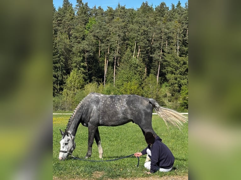 Zangersheide Caballo castrado 6 años 169 cm Tordo in M&#xFC;nchen
