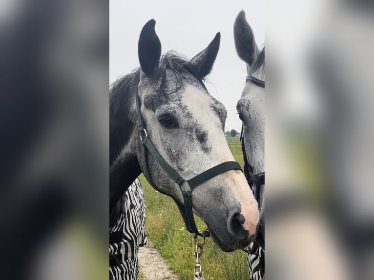 Zangersheide Caballo castrado 6 años 169 cm Tordo in M&#xFC;nchen