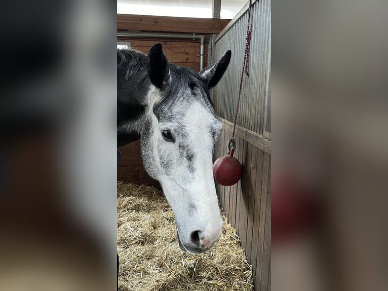 Zangersheide Caballo castrado 6 años 169 cm Tordo in M&#xFC;nchen