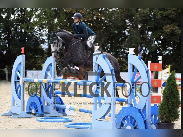Zangersheide Caballo castrado 6 años 169 cm Tordo in M&#xFC;nchen