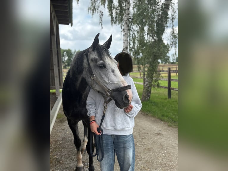Zangersheide Caballo castrado 6 años 169 cm Tordo in M&#xFC;nchen