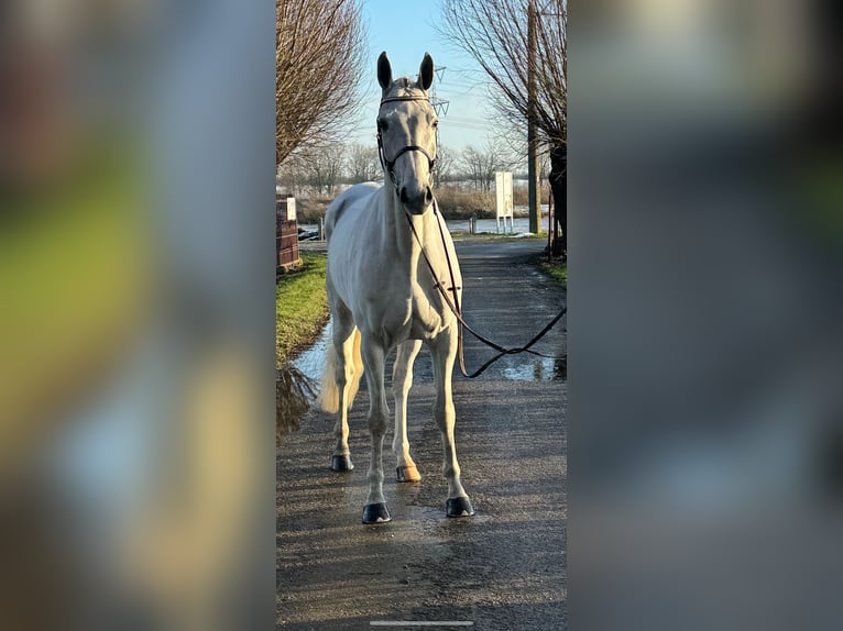 Zangersheide Caballo castrado 6 años 169 cm White/Blanco in Maaseik