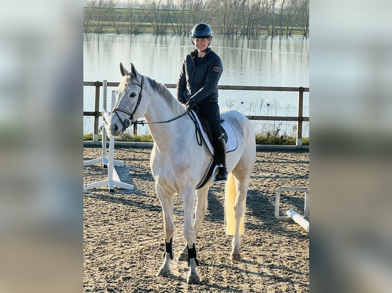 Zangersheide Caballo castrado 6 años 169 cm White/Blanco in Maaseik