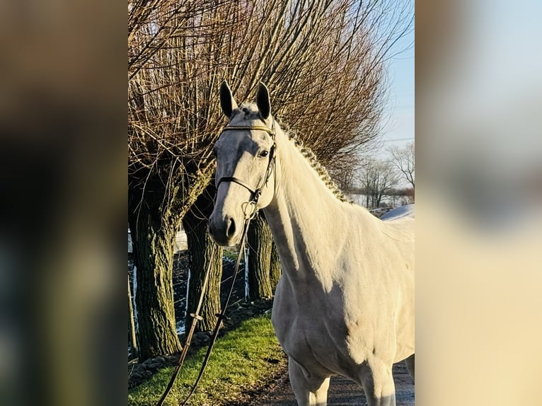 Zangersheide Caballo castrado 6 años 169 cm White/Blanco in Maaseik