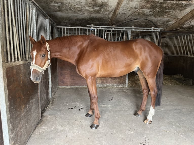 Zangersheide Caballo castrado 6 años 170 cm Alazán in Houthulst