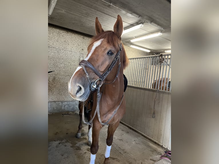 Zangersheide Caballo castrado 6 años 170 cm Alazán in Ieper