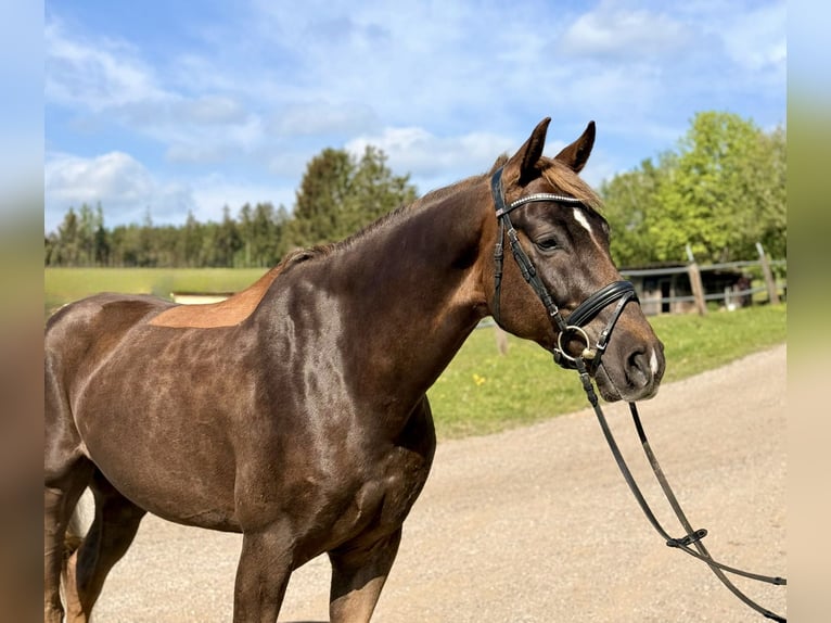 Zangersheide Caballo castrado 6 años 170 cm Alazán-tostado in Pelmberg