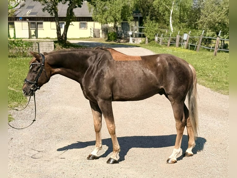 Zangersheide Caballo castrado 6 años 170 cm Alazán-tostado in Pelmberg