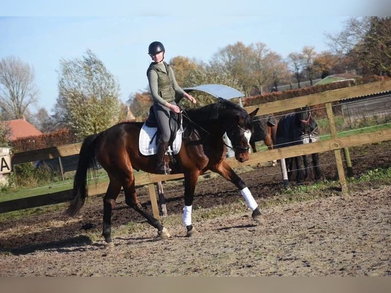 Zangersheide Caballo castrado 6 años 170 cm Castaño in Achtmaal