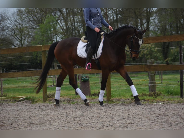 Zangersheide Caballo castrado 6 años 170 cm Castaño oscuro in Achtmaal